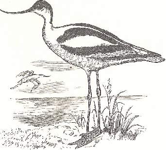Picture of Avocet