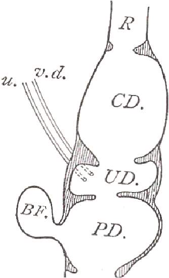 Diagram of Cloaca