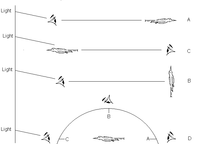 Diagram of observing colour of metallic feathers