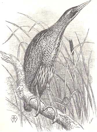 Picture of Bittern