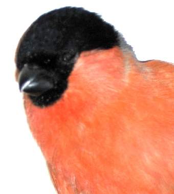 Bullfinch Picture