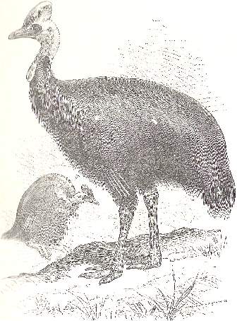 Cassowary Picture