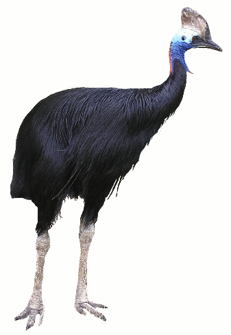 Photo of Cassowary