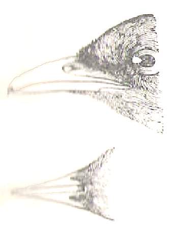 Picture of Cotinga