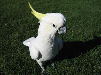 Picture of Pet Cockatoo
