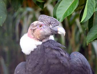 Picture of Andean Condor