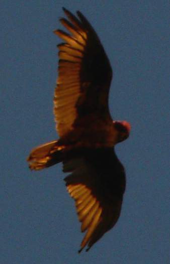 Picture of California Condor