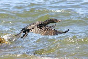 Picture of Cormorant Fishing