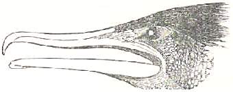 Diagram of bill of Cormorant