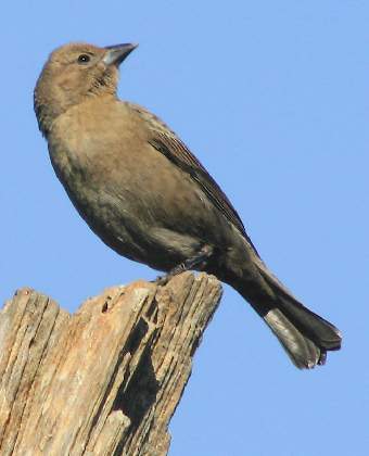 Picture of female Shiny Cowbird