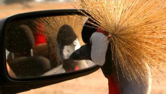 Picture of Grey Crowned Crane