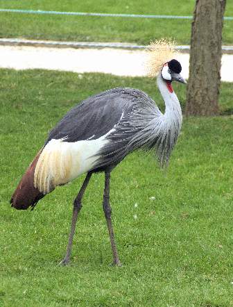 Photo of Grey Crowned Crane