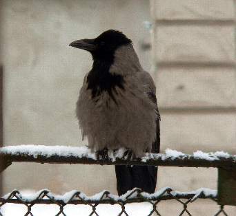 Photo of Hooded Crow