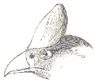 Picture of Cashew Bird